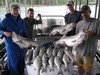 (06/12/2018) - Nice Striped Bass